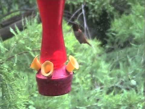 download lagu mp3 mp4 Omaha Bird Feeder, download lagu Omaha Bird Feeder gratis, unduh video klip Omaha Bird Feeder