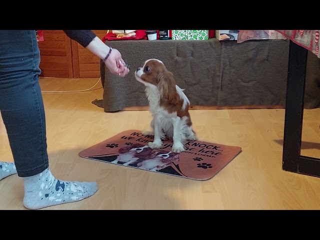 Cavalier King Charles Spaniel puppy for sale