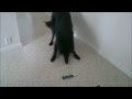 Dog vs electric toothbrush 