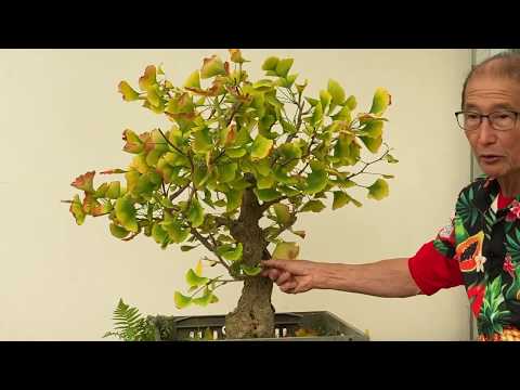 Ginkgo-Bonsai