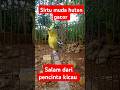 Burung Sirtu Cipoh Muda Hutan Gacor