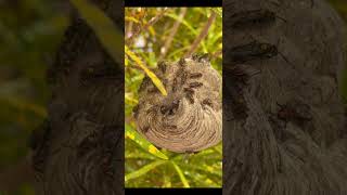 Como Abelhas Fazem Favos de Mel #experimento #biologia #física #educação #ciência