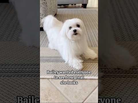 Jumping for Attention 😊 #maltese #dog #mygirl #whitedog #doglover #maltesedog #maltesedog #cutedog