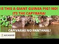 IS THIS A GIANT GUINEA PIG NO ITS THE CAPYBARA