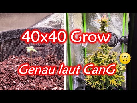 Indoor Cannabis Grow | 40x40 Growbox | 1 Automatic | LST | CanG Legalisierungs-konform