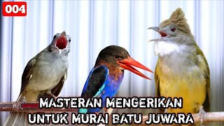 Download lagu KOMBINASI MASTERAN PALING DI CARI JURI || murai batu kacer cucak ijo mp3