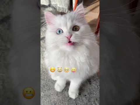 Emoji challenge cat | Funny cat | White Persian cat | Popular cats of TikTok