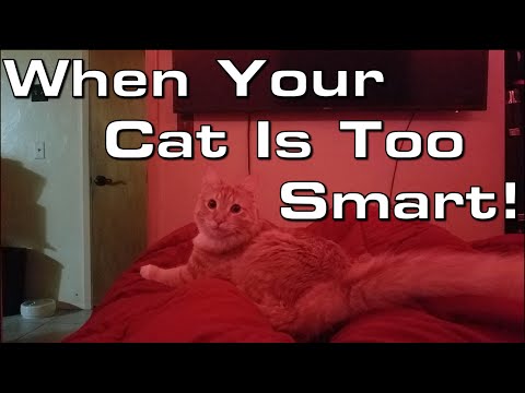 Off Topic: When Your Cat Is Too Smart!