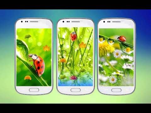 Ladybug 3D Live Wallpaper Video