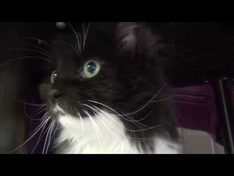 Wau-Mau-Insel: Katze Jenna und Hund Waldemar suchen Mitbewohner