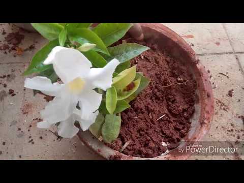 download lagu mp3 mp4 White Mandevilla Plants For Sale, download lagu White Mandevilla Plants For Sale gratis, unduh video klip White Mandevilla Plants For Sale