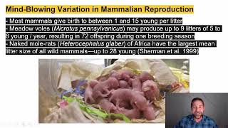 Lecture 2.1_Mammalian Reproduction