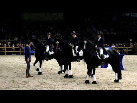 HK 2023 | Presentatie Sport Elite Stamboekhengsten