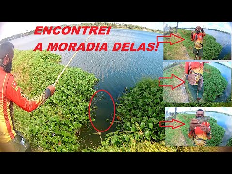 O LOCAL PERFEITO PARA PESCAR TILÁPIAS (ERA SÓ JOGAR E PUXAR)