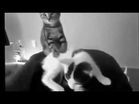 Funny Cat Videos   1 minute Watch it