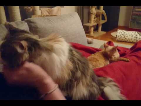 Pure Love ~ My senior queen Isa and my devon rex princess Ninette