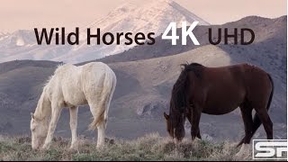 WILD WEST AMERICA! Mustang Horses Stock Video Footage Demo in 4K Ultra HD WILD WEST AMERICA! Mustang Horses Stock Video Footage Demo in 4K Ultra HD