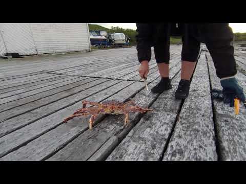 Norwegen 2019 - Teil 3 Nordmeer-Krabben fangen und zubereiten