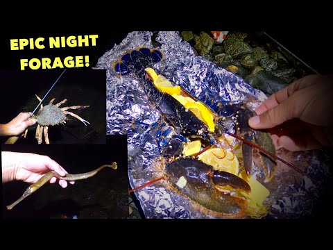 LOBSTER FORAGING | 2AM Catch & Cook ! Garlic & Lemon Lobster on the BBQ