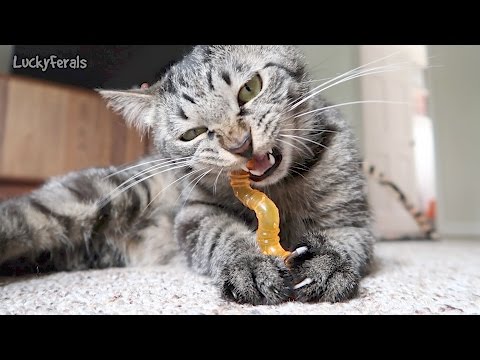 Simba Has A New Chew Toy - Petstages Wiggle Worm Cat Chew Toy