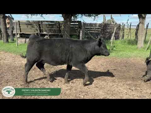 GUTIDARI _ 26 TERNEROS (12 m + 14 h) de 195 kg en CARLOS TEJEDOR, BUENOS AIRES. 09-04-2026
