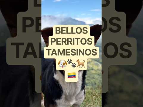 BELLOS PERRITOS TAMESINOS 🐶🐾🐕 Támesis Antioquia 🇨🇴 Colombia - perros mindo canino