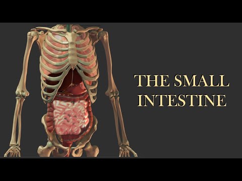 The Small Intestine: Digestion and Absorption of Nutrients