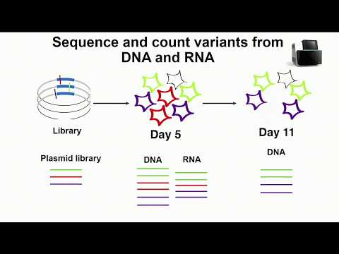 E09.2 Understanding the functional effects of coding variation, at scale
