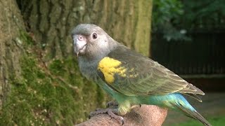 African Parrot Beauty