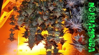 Medical Marijuana Warehouse Harvest! by VaderVision
