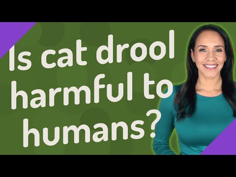 Is cat drool harmful to humans?