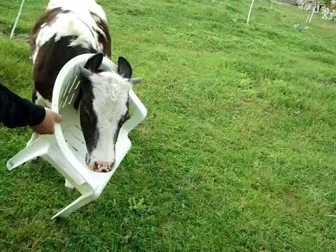 Armasar sur de monta !!! ЛУЧШИЕ ПРИКОЛЫ 2017 😂 ОКТЯБРЬ | Лучшая Подборка Приколов 🔥 ТОПОВЫЕ Приколы