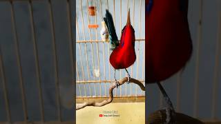 Download lagu Sepah Raja Ekor Biru Gacor | Bird Short mp3