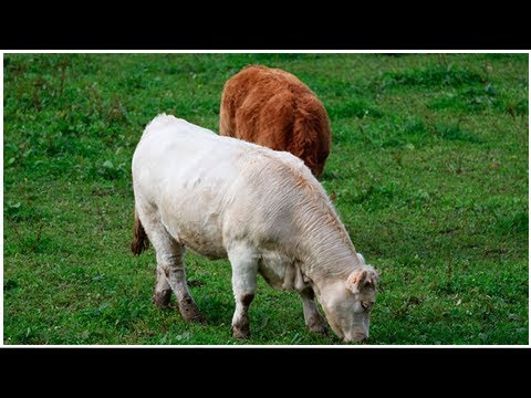 Precio promedio del novillo gordo especial de exportación cotiza en U$S 3,18 por kilo