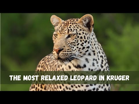 Ist das Xinyata-Männchen der entspannteste Leopard im Krüger-Nationalpark? – Tolle Sichtung Nr. 12