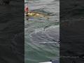 Video Thumbnail for Walleye Fishing #shorts #fishing #walleye