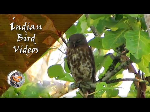 Brown Hawk-Owl Ninox scutulata — Indian Bird Videos