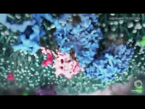 The Role of KRas in Cancer