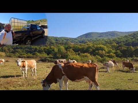 La ferma de vaci a lui Florin Mureșan din Muncel