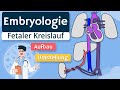 Embryologie - Fetaler Kreislauf einfach erklärt