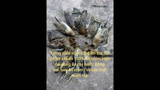 Download lagu Tiếng cúm núm duy cư chuẩn ăn chim. mp3 Download lagu Tiếng cúm núm duy cư chuẩn ăn chim. mp3