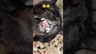 Download lagu hi hih hihi hey hey huhh huhhh 😂😂😂 #catvideos #humor #shortfeed #viralvideos #vibes #cute #shorts#yt mp3 Download lagu hi hih hihi hey hey huhh huhhh 😂😂😂 #catvideos #humor #shortfeed #viralvideos #vibes #cute #shorts#yt mp3