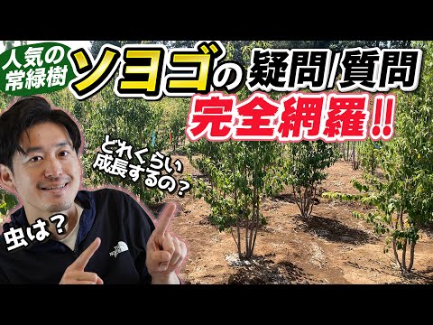 園芸 ジゴペタルム