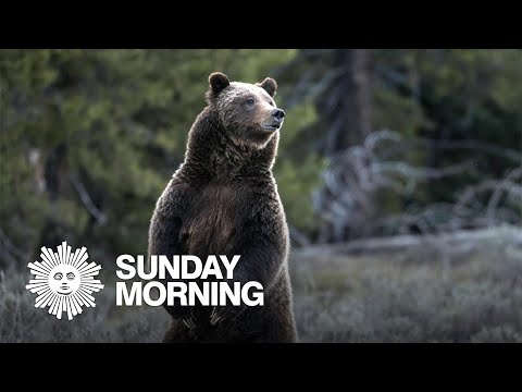 Remembering Grizzly Bear 399