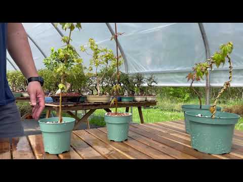 Bonsaistore.co Baby Bonsai Collection - Pre-Bonsai material.