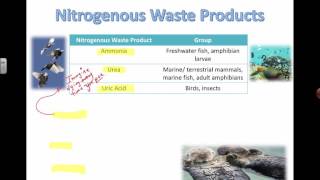 Nitrogenous Waste Products (IB Biology)