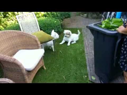 RKAV 1 - AS 80 1 (25-08-2013)