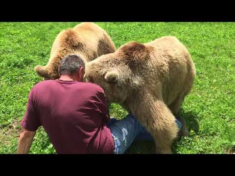 download lagu mp3 mp4 Bear Purr, download lagu Bear Purr gratis, unduh video klip Bear Purr