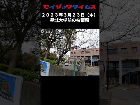 【星城タイムス番外編】今日の星城大学前の桜（2023年3月23日）　＃ショート