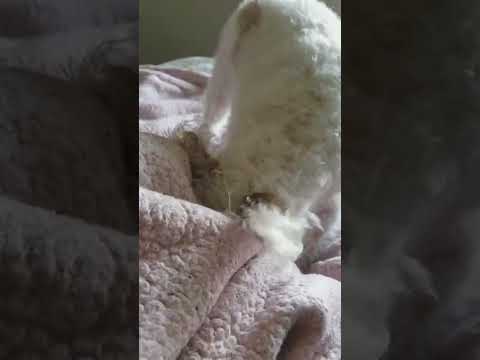 Faby plays like a cat 🐶🔄😹🤫🤭